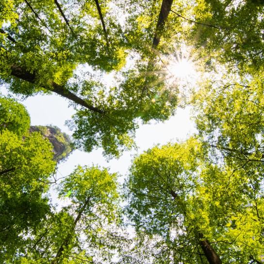 Original low point of view of a beautiful tall forest outdoor on autumn season with nice vanishing point of the long trees.
GettyImages-1183999933.jpg