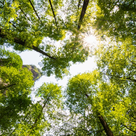 Original low point of view of a beautiful tall forest outdoor on autumn season with nice vanishing point of the long trees.
GettyImages-1183999933.jpg