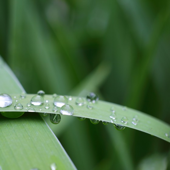 A macro image of the rain drops on a iris plant in abstract form.
GettyImages-532164292.jpg