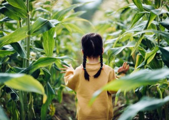 Rear view of lovely little Asian girl walking through corn field. She is experiencing agriculture in an organic farm and learning to respect the Mother Nature