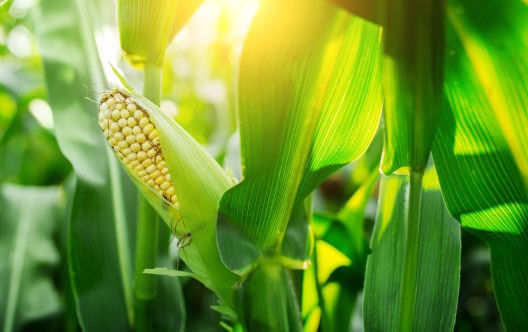 Świeża kolba kukurydzy na zielonym polu o zachodzie słońca