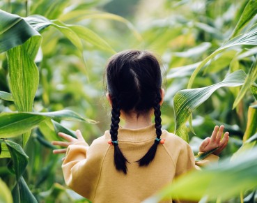 Rear view of lovely little Asian girl walking through corn field. She is experiencing agriculture in an organic farm and learning to respect the Mother Nature