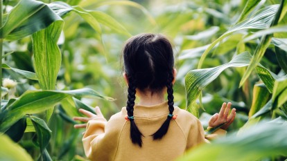 Rear view of lovely little Asian girl walking through corn field. She is experiencing agriculture in an organic farm and learning to respect the Mother Nature