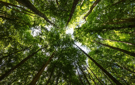Heart of the forest