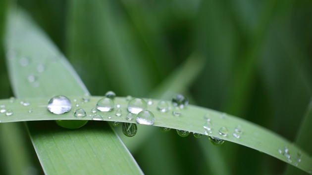 A macro image of the rain drops on a iris plant in abstract form.
GettyImages-532164292.jpg