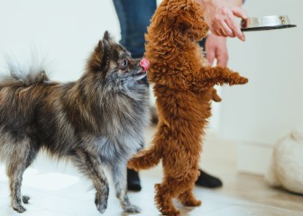 Pomeranian dog and a red poodle toy dog waiting impatiently to eat in a living room at home
GettyImages-1311653020.jpg