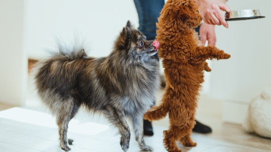Pomeranian dog and a red poodle toy dog waiting impatiently to eat in a living room at home
GettyImages-1311653020.jpg