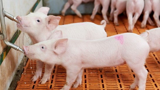 group of young piglet drinking water at pig breeding farm